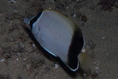 Chaetodon dolosus