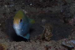 Chromis dasygenys