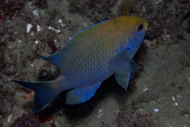 Bluespotted chromis (Chromis dasygenys) — Pomacentridae