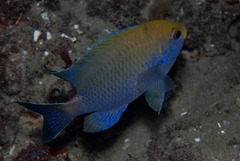 Chromis dasygenys