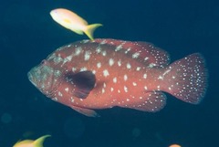 Cephalopholis sonnerati