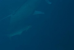 Rachycentron canadum