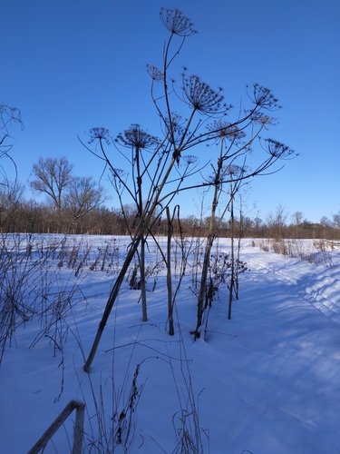 Sosnovskio barštis nuotrauka