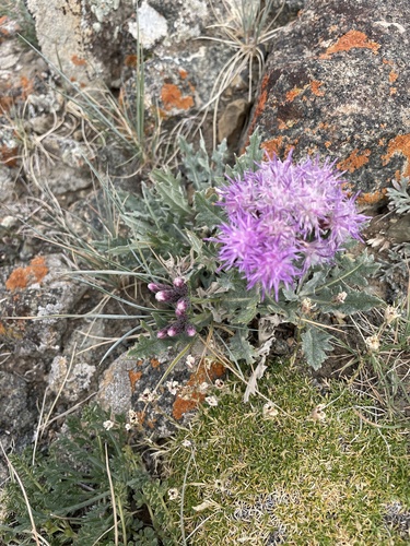 Price's saw-wort (Saussurea pricei)