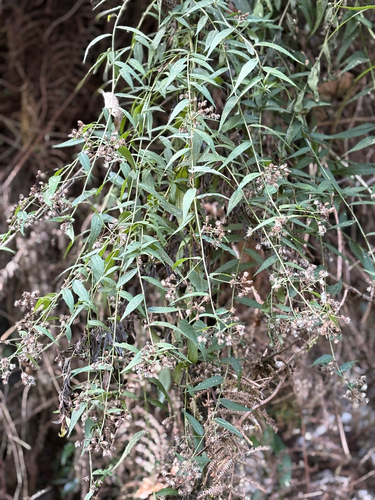 Aster taiwanensis, photograph 6