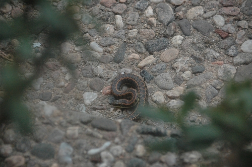 Vanzolini's Ground Snake