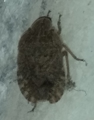 Sciocoris homalonotus