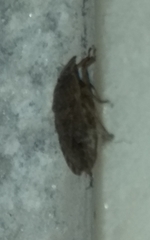 Sciocoris homalonotus