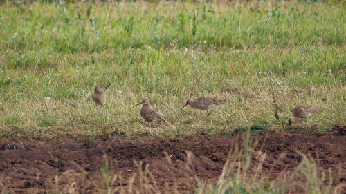 iNaturalist: (c) tatianakirova, some rights reserved (CC BY-NC) iNaturalist image