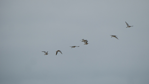 iNaturalist: (c) tatianakirova, some rights reserved (CC BY-NC) iNaturalist image