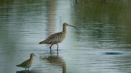 iNaturalist: (c) tatianakirova, some rights reserved (CC BY-NC) iNaturalist image