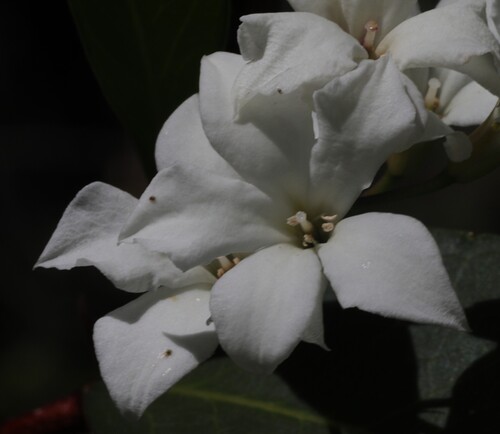 White-Flowered Billardiera