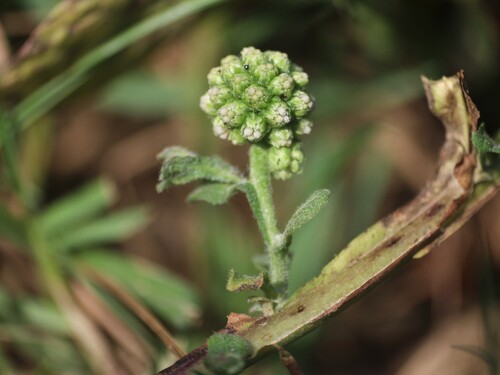 Sphaeranthus africanus observed 2026-01-23