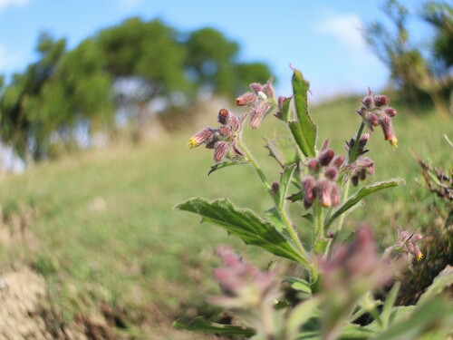 Blumea oblongifolia iNat (3)