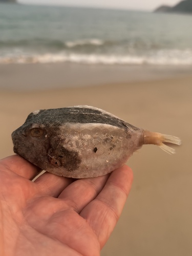 Hoornsnuit-koffervis (Ostracion rhinorhynchos) — Ostraciidae — 3