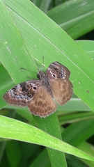 Chiomara basigutta