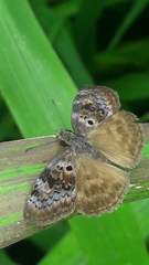 Chiomara basigutta