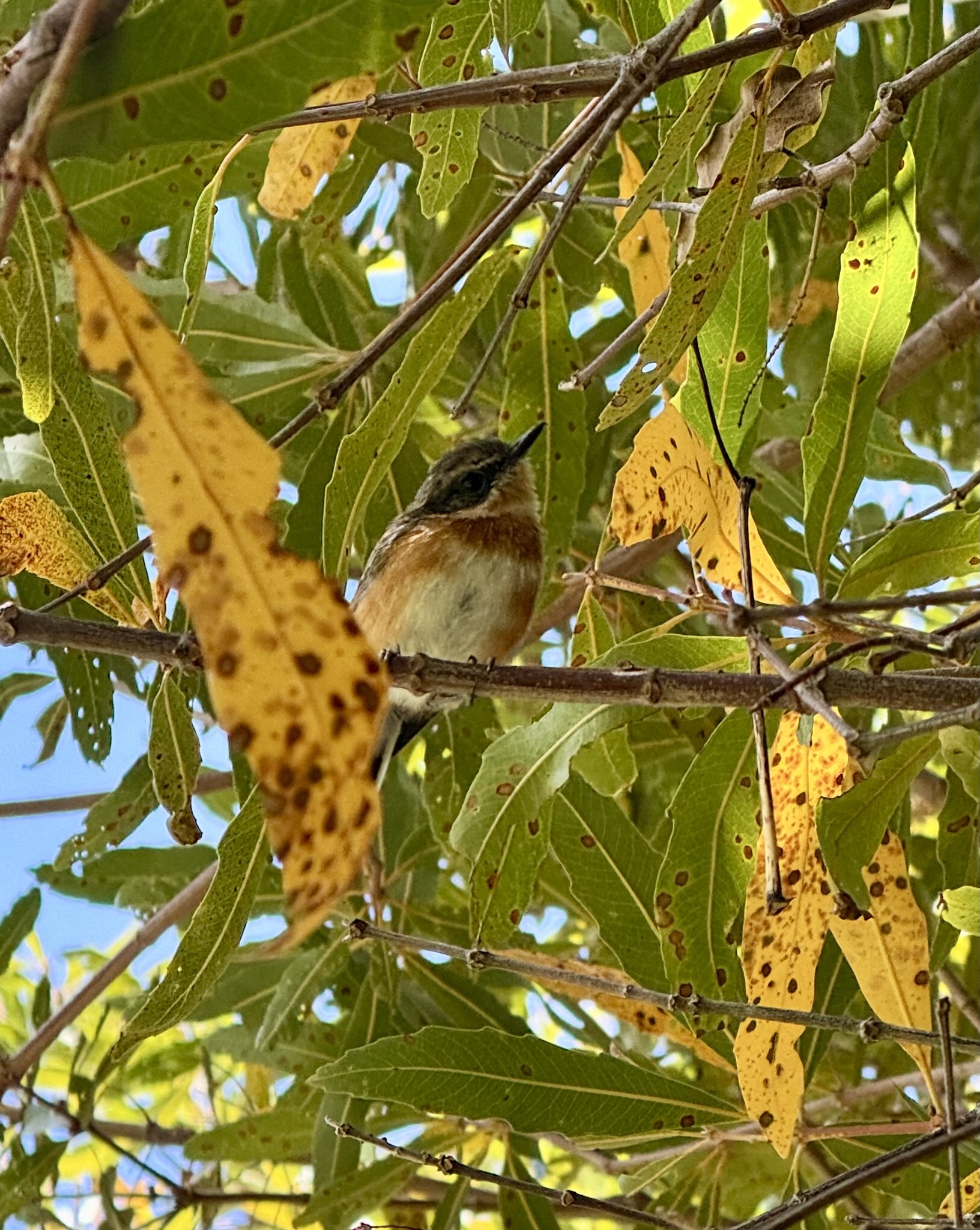 Cape Batis (Batis capensis), photo 1