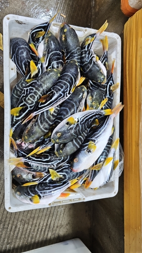 Yellowfin puffer (Takifugu xanthopterus) — Tetraodontidae