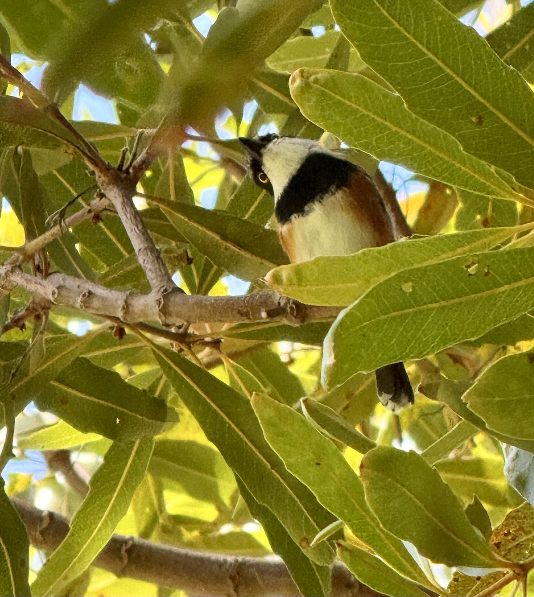 Cape Batis (Batis capensis), photo 2