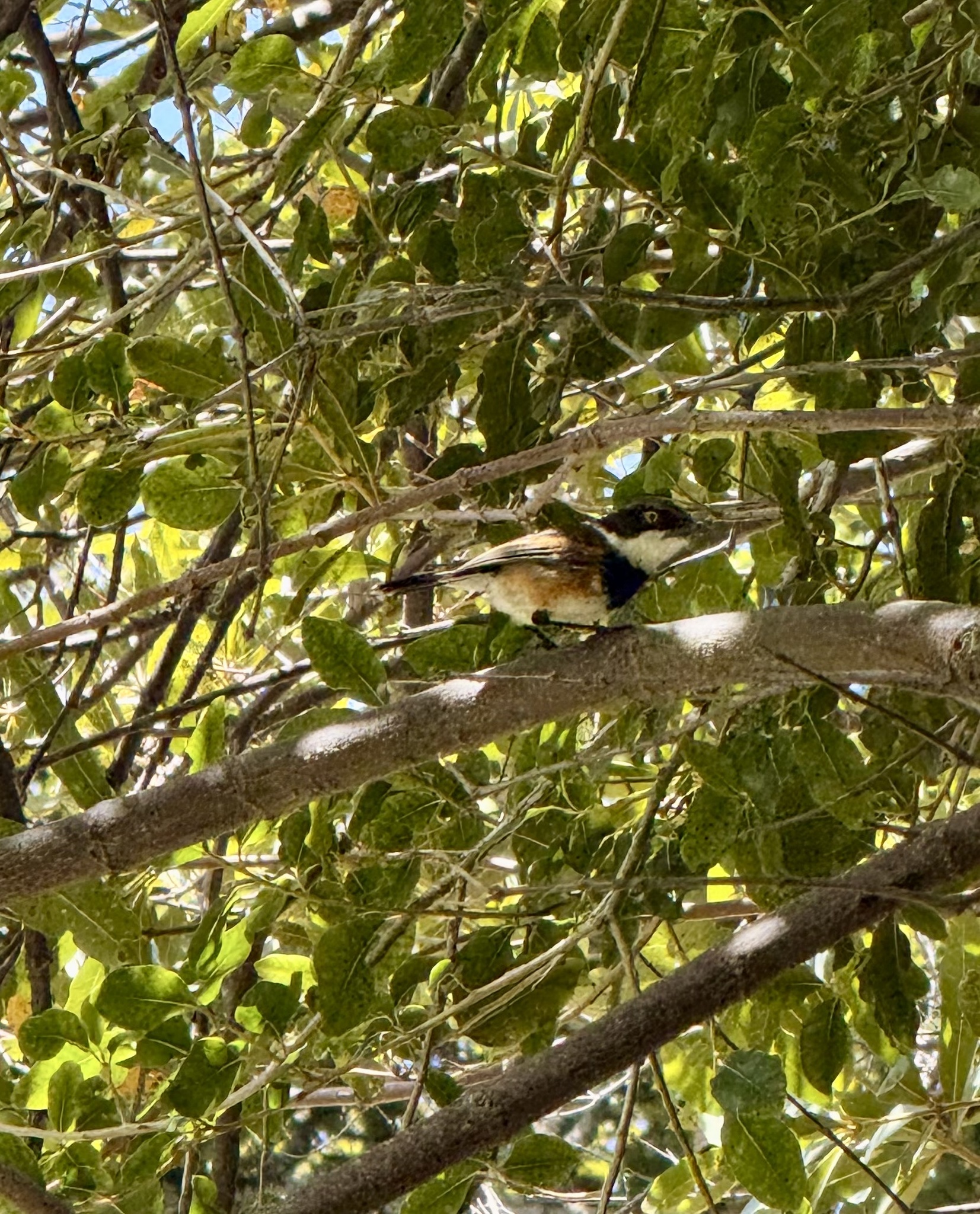 Cape Batis (Batis capensis), photo 3