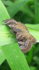 Chiomara basigutta