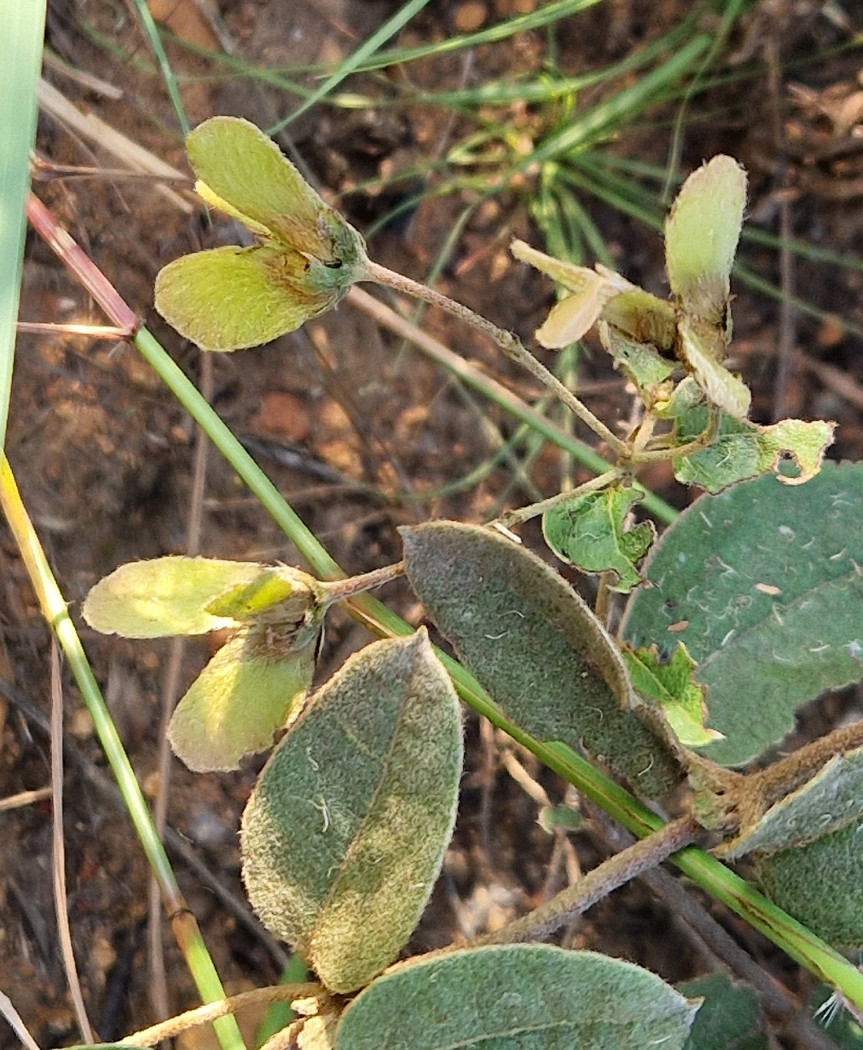 Imagem de Sphedamnocarpus pruriens