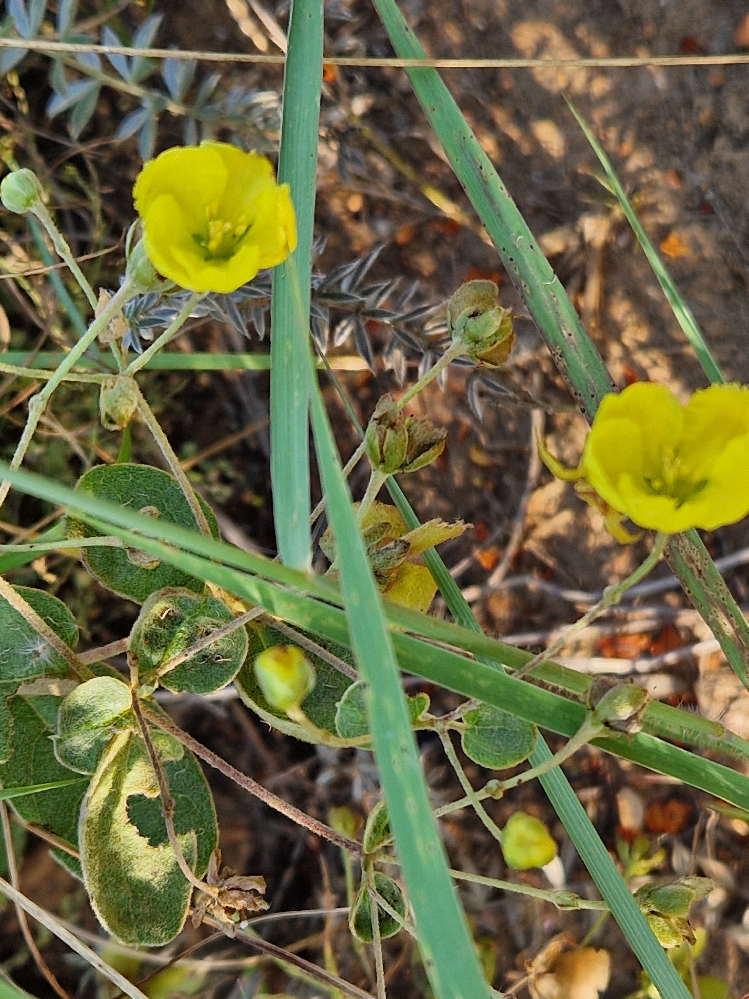 Imagem de Sphedamnocarpus pruriens