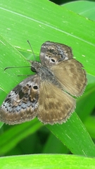 Chiomara basigutta