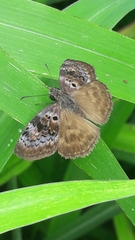 Chiomara basigutta
