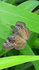 Chiomara basigutta