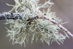 Ramalina peruviana