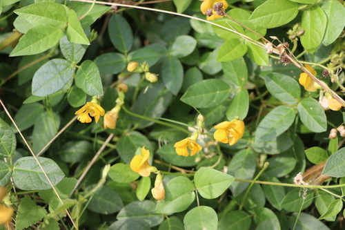 Image of Vigna longifolia by (c) Florencia Grattarola, some rights reserved (CC BY)