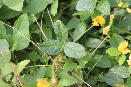 Image of Vigna longifolia by (c) Florencia Grattarola, some rights reserved (CC BY)