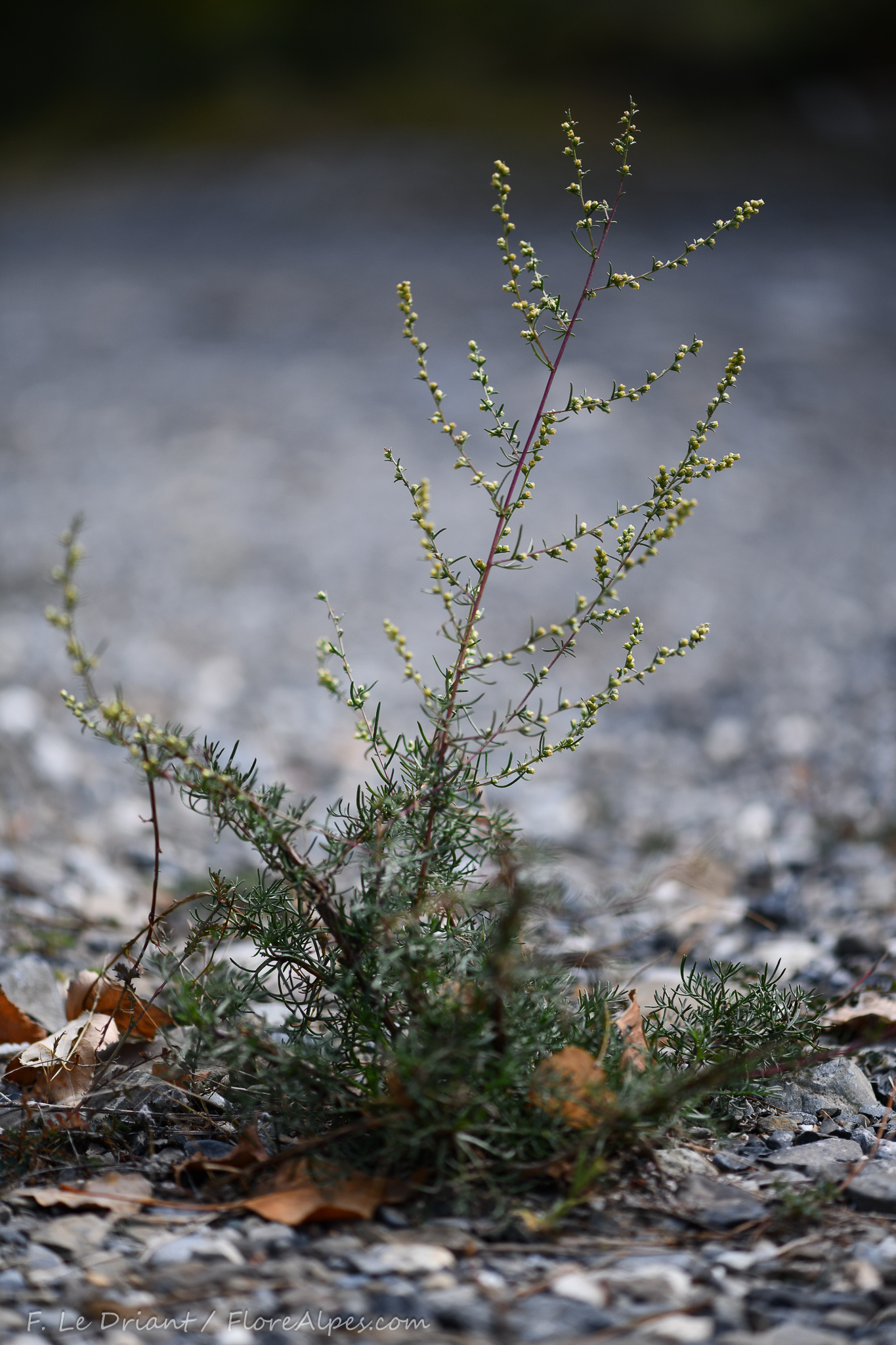 Artemisia campestris ssp. campestris