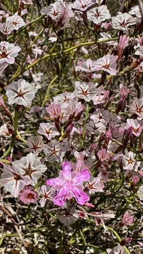 West Coast Sea-Lavendar (Limonium purpuratum)