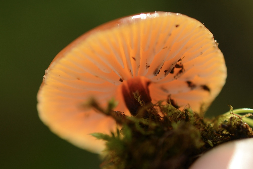 Flammulina velutipes · January 2026 · photo: © cryptomarasmius (iNaturalist, cc-by)