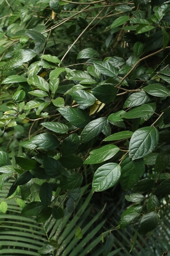 Ficus hederacea observed 2026-01-28
