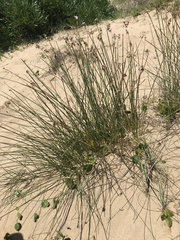 Androtrichum trigynum