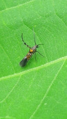 Heliodinidae