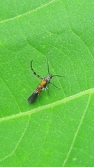 Heliodinidae