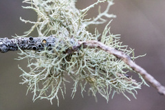 Ramalina peruviana