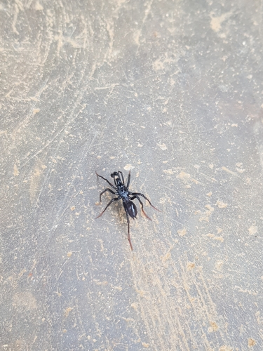 Calommata simoni