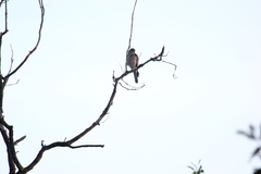 Accipiter brevipes