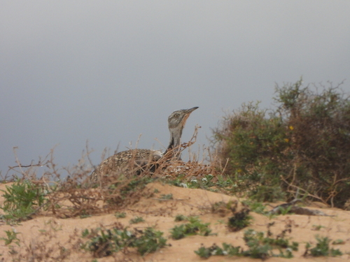 African Houbara (Chlamydotis undulata)