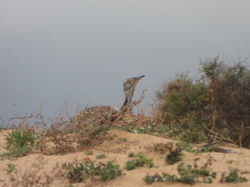 African Houbara (Chlamydotis undulata), photo 2