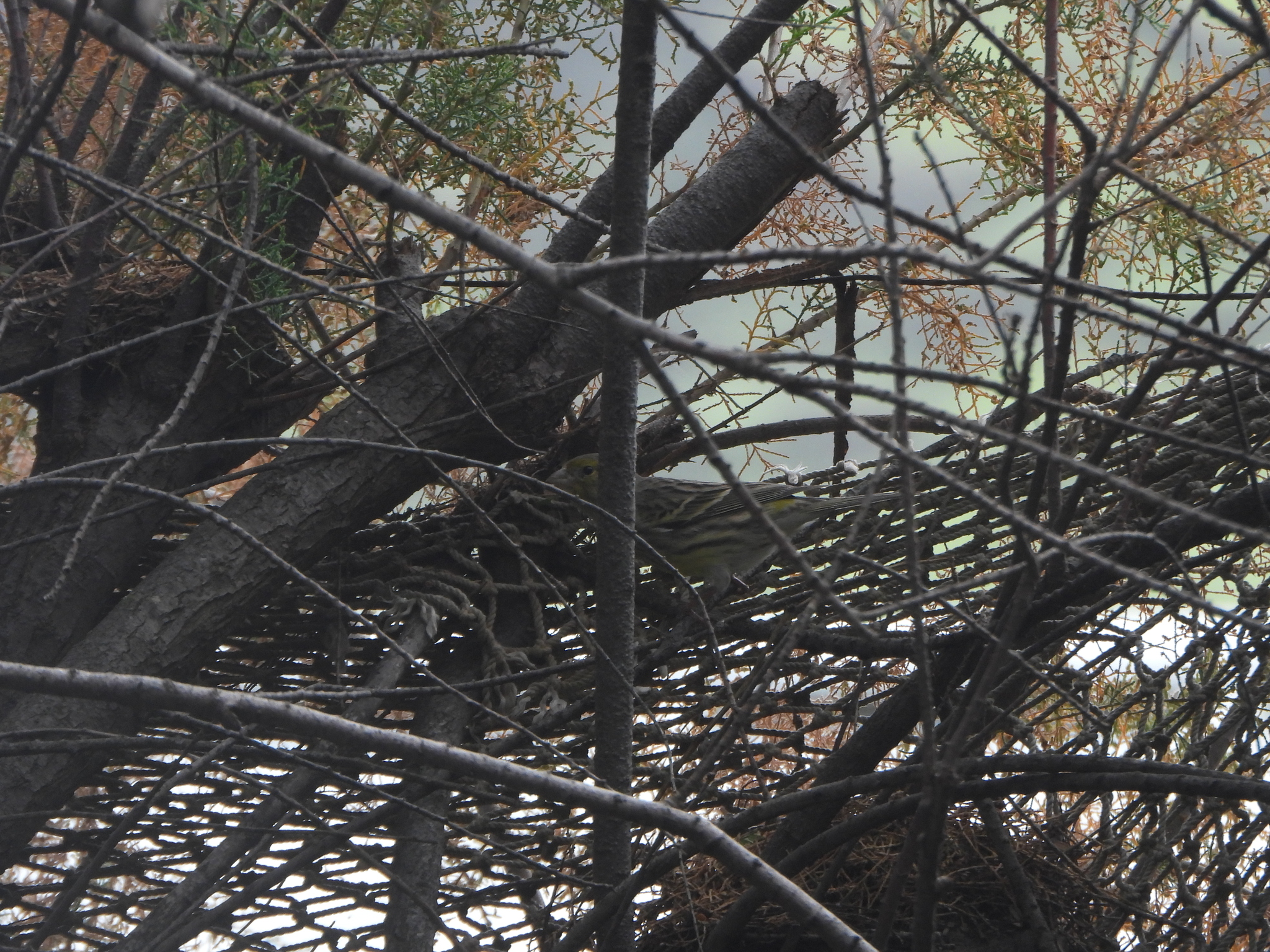 Atlantic Canary (Serinus canaria), photo 4