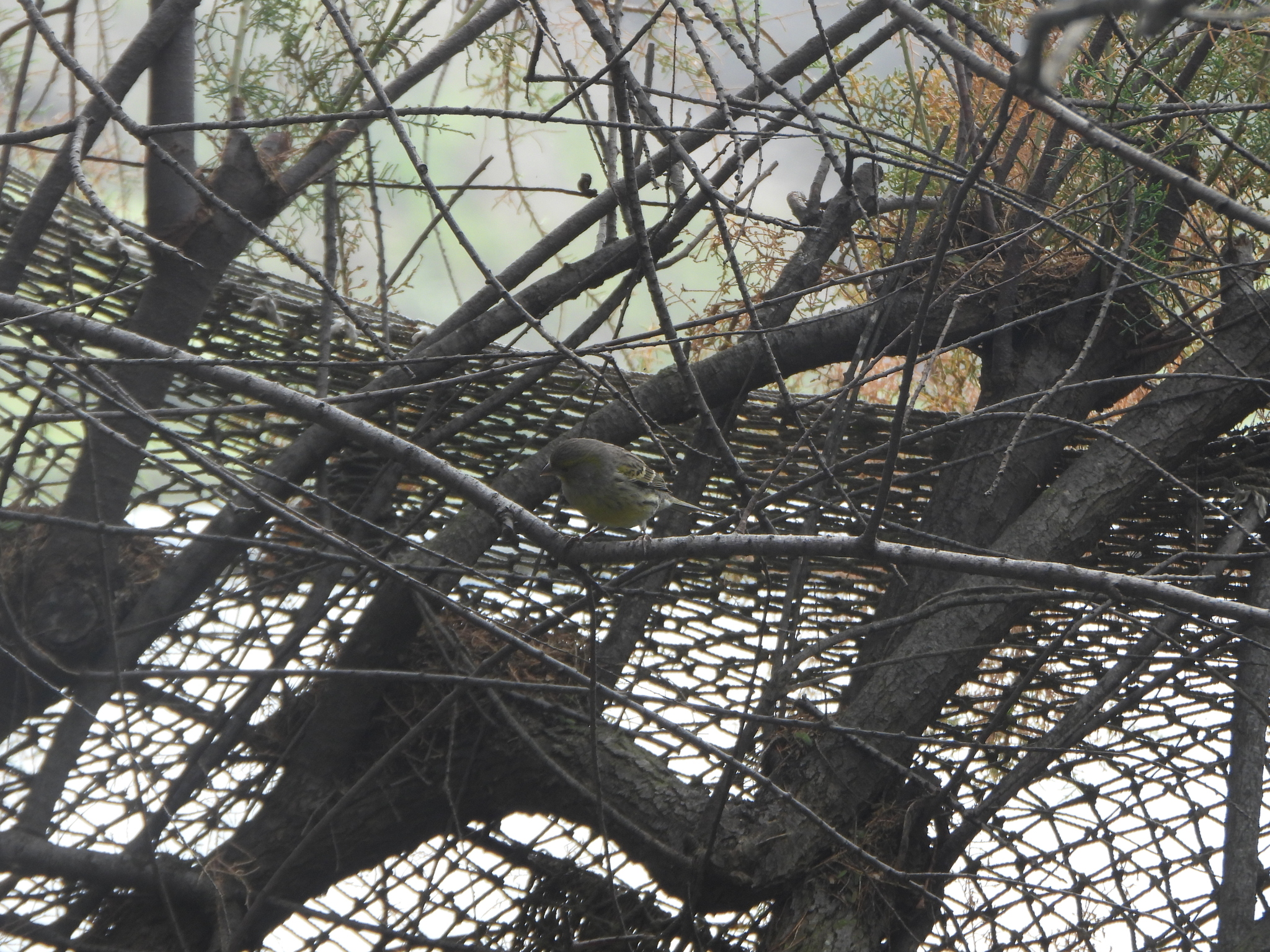 Atlantic Canary (Serinus canaria), photo 5