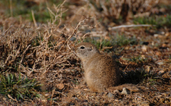 Wyoming Ground Squirrel photo 3