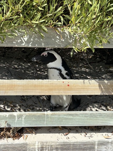 African Penguin (Spheniscus demersus)